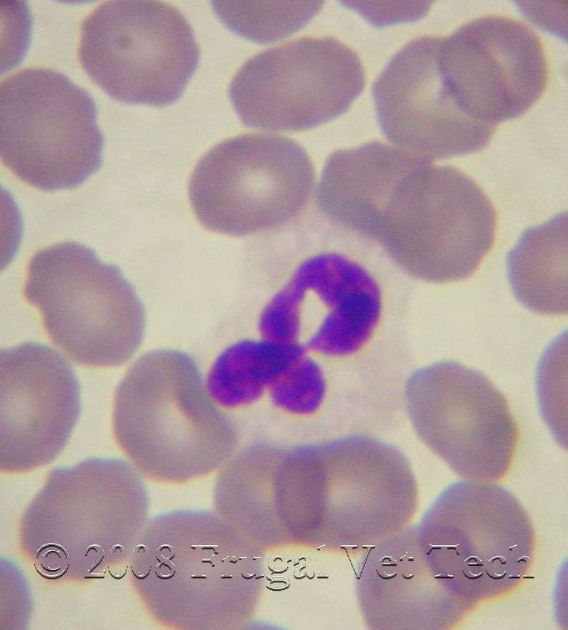 blood cells images. type of white lood cell.